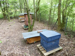 die verschiedenen Beutensysteme sind hinter der Hecke zu sehen. Vorne eine blaue Dadantbeute, dahinter reihen sich die Bienenkiste, eine Deutsch Normal Beute auf einer Stockwaage und zwei Zanderbeuten